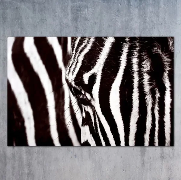 kunstwerk fotografie schwarz weiss zebra sascha dahl koeln